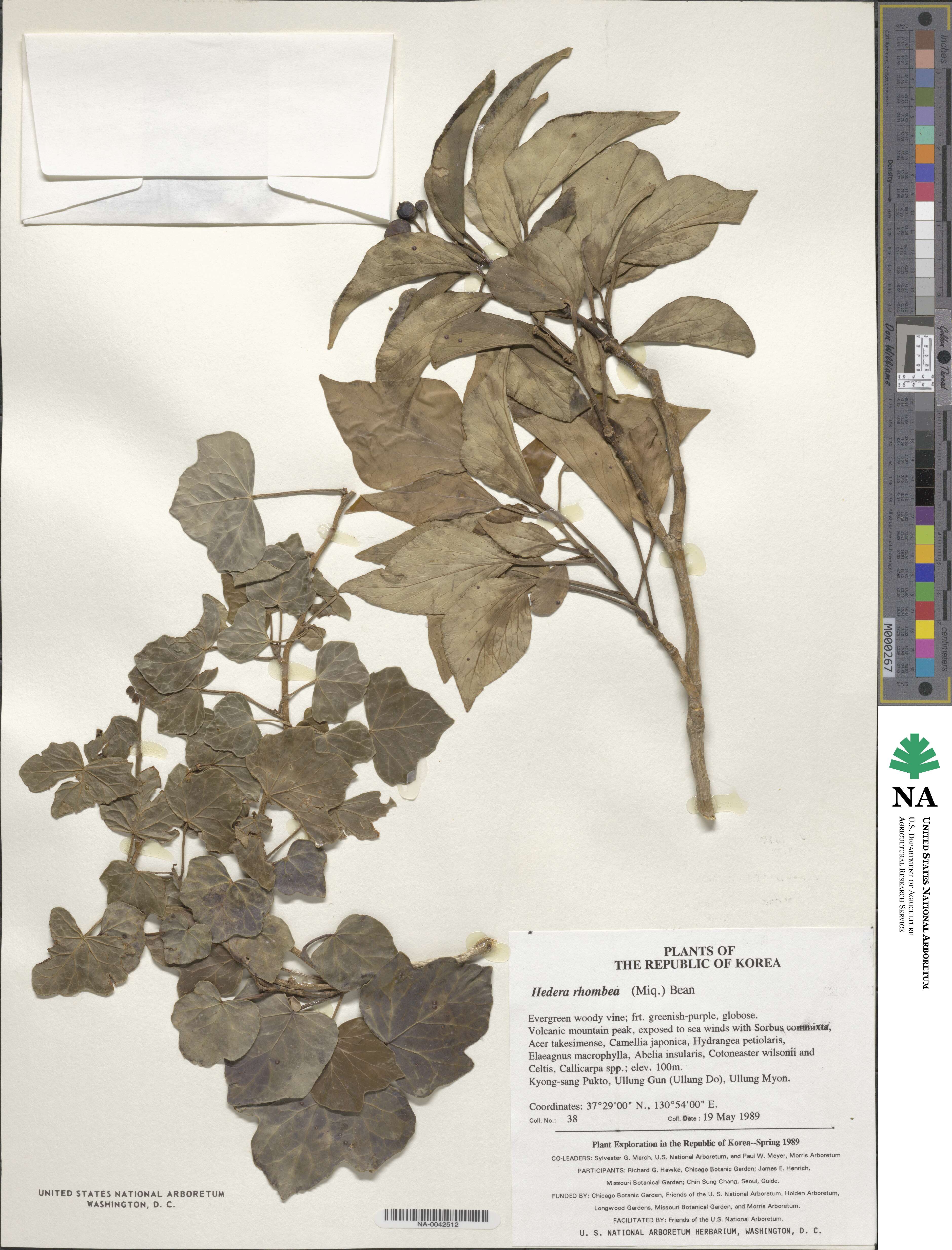 Hedera rhombea image