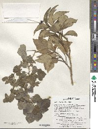 Hedera rhombea image