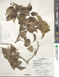 Hedera rhombea image