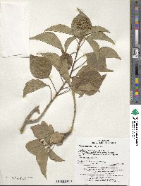 Hedera rhombea image