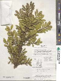 Eurya emarginata image