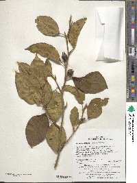 Stewartia pseudocamellia image