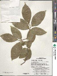 Stewartia pseudocamellia image