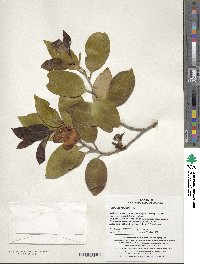 Camellia japonica image