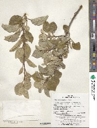 Elaeagnus macrophylla image