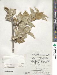 Elaeagnus macrophylla image