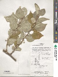 Elaeagnus macrophylla image