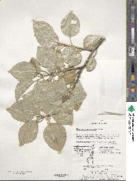 Elaeagnus macrophylla image