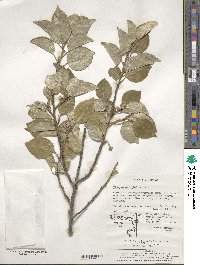 Elaeagnus macrophylla image