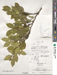 Eurya japonica image