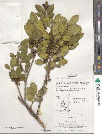 Eurya japonica image