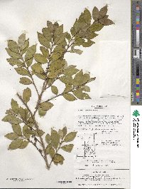 Eurya japonica image