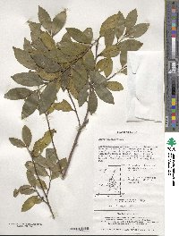 Eurya japonica image