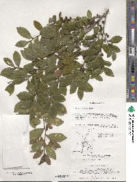 Eurya japonica image