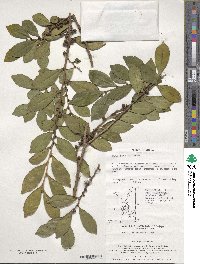 Eurya japonica image