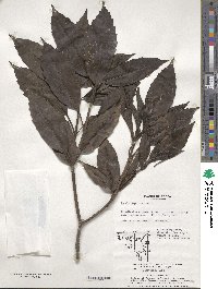 Aucuba japonica image