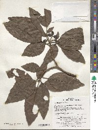 Aucuba japonica image