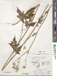 Image of Ostericum grosseserratum