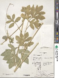 Halosciastrum melanotilingia image