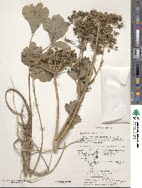 Peucedanum japonicum image