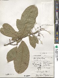 Meliosma myriantha image