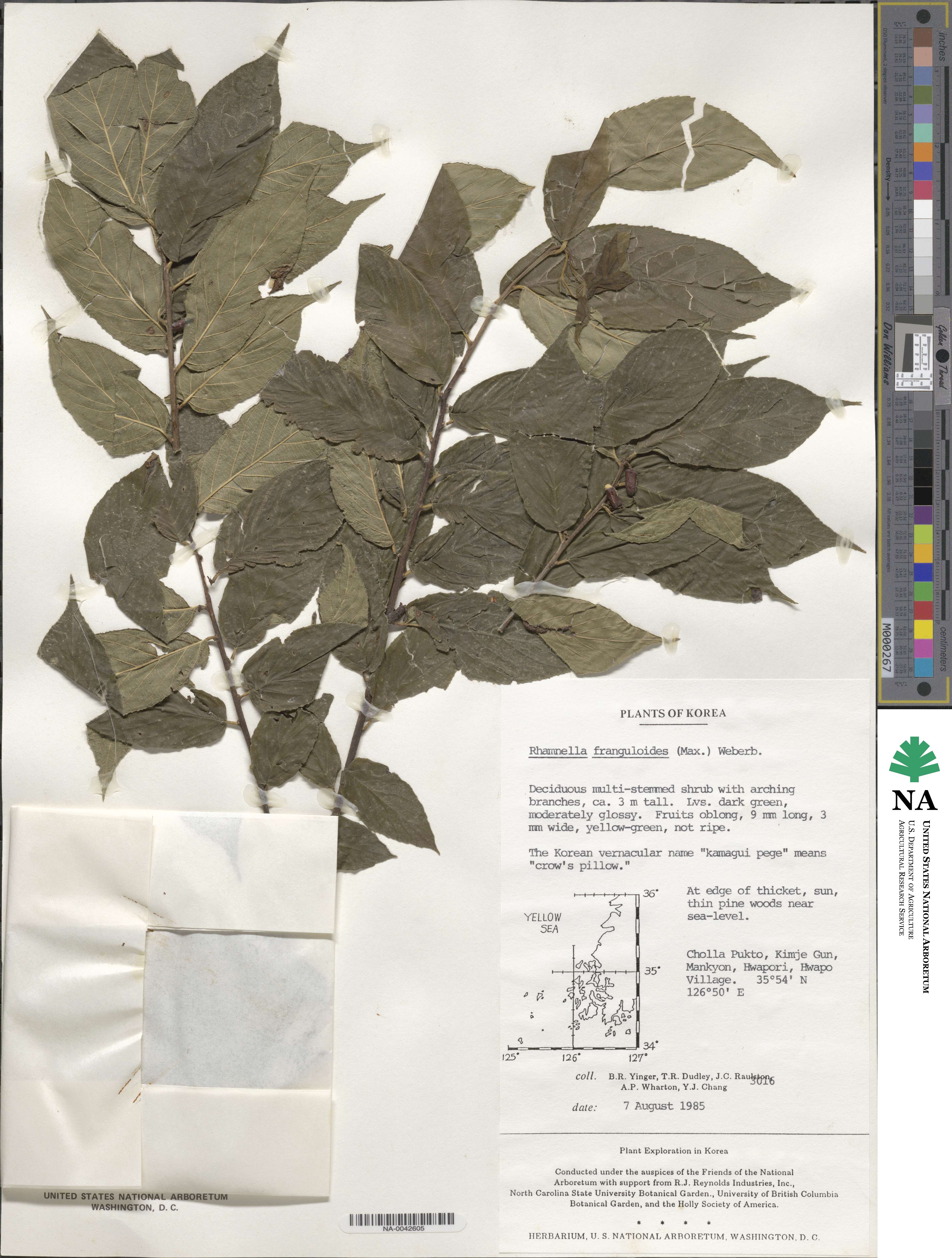 Rhamnella franguloides image
