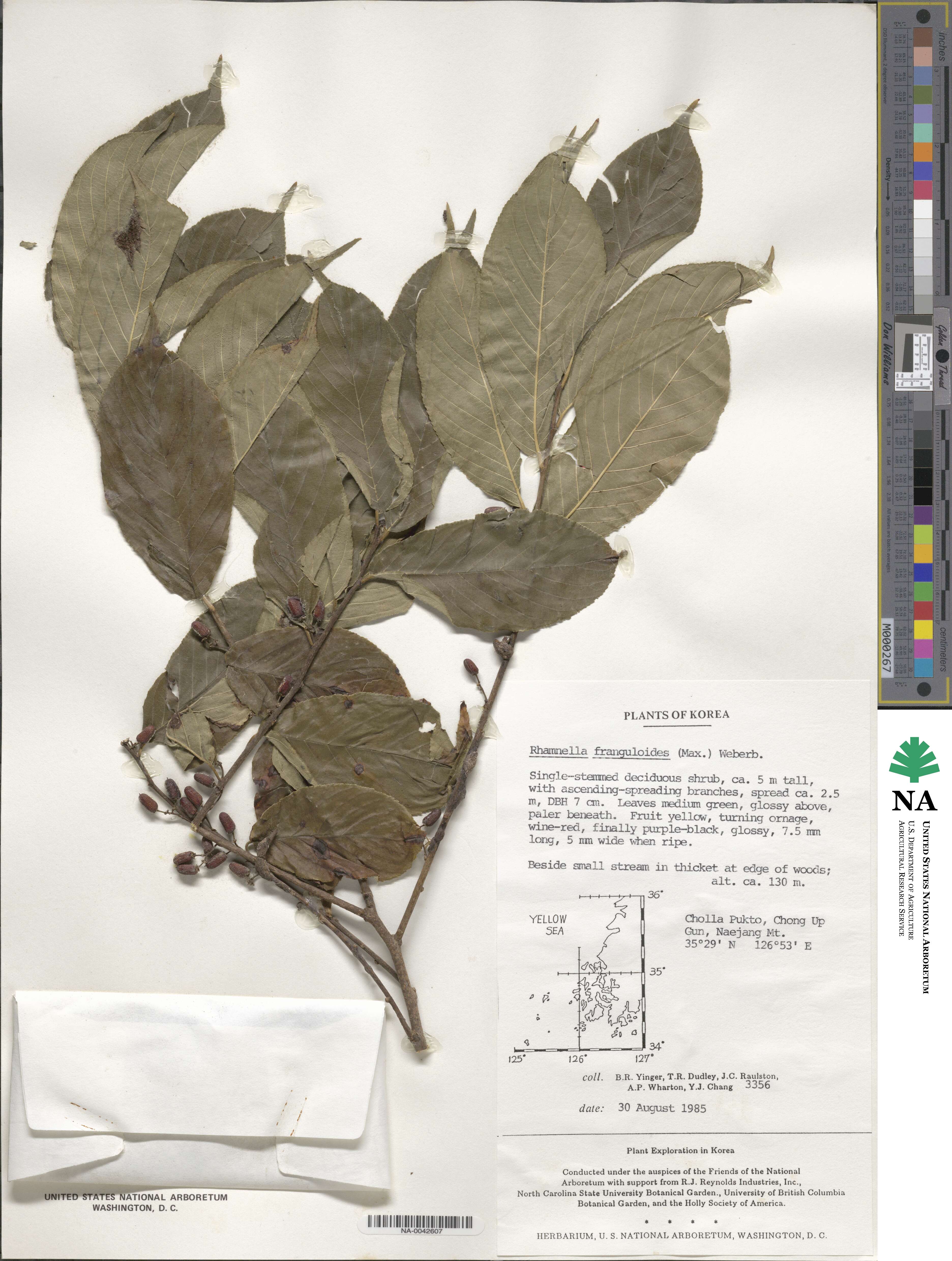 Rhamnella franguloides image