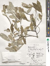 Elaeagnus umbellata image