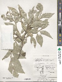 Elaeagnus umbellata image