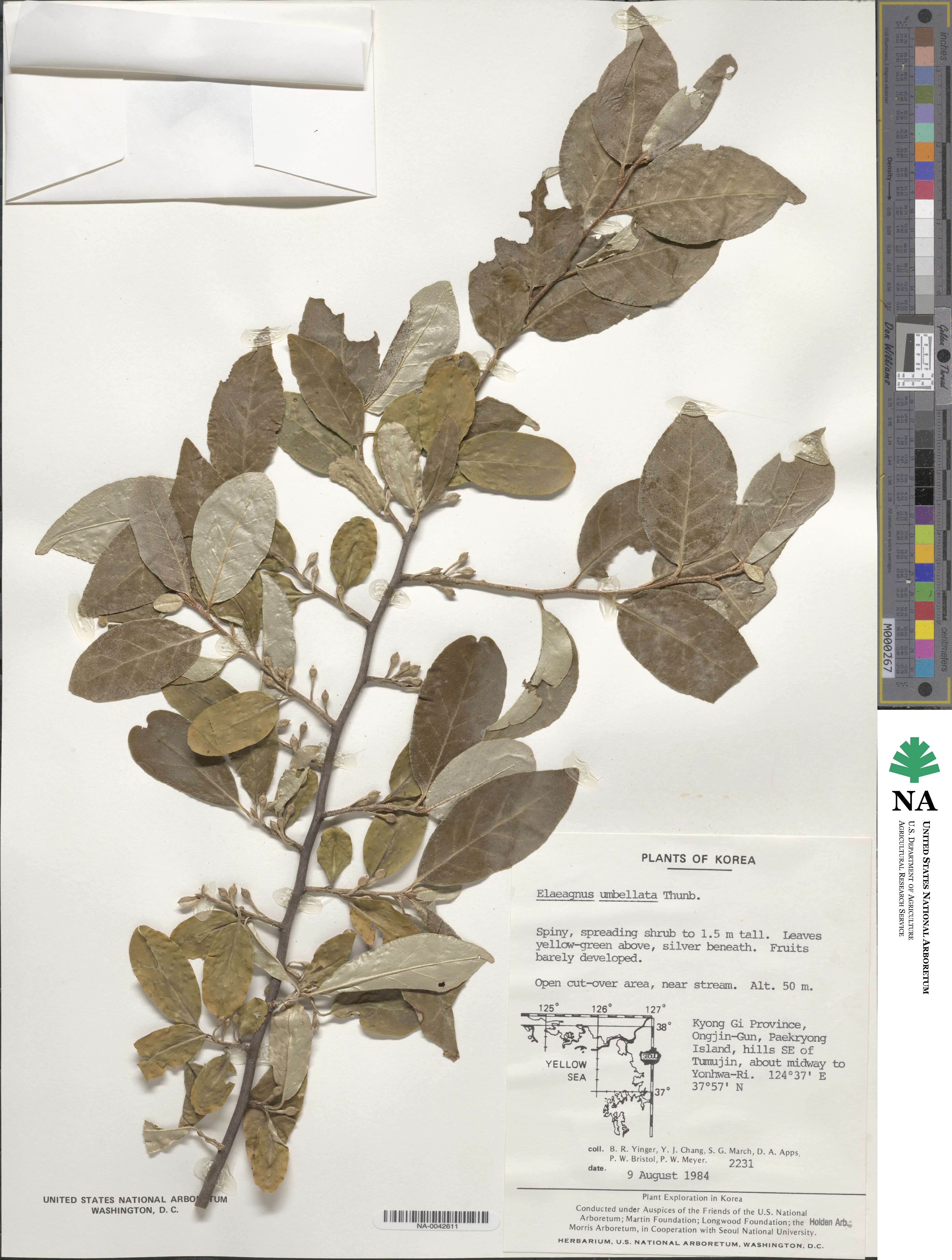 Elaeagnus umbellata image