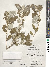 Elaeagnus umbellata image