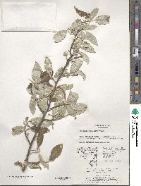 Elaeagnus umbellata image