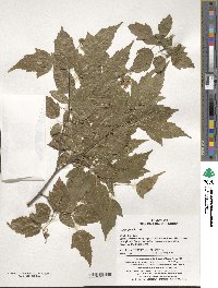 Acer tataricum image