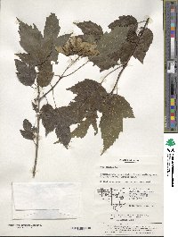 Acer tataricum image