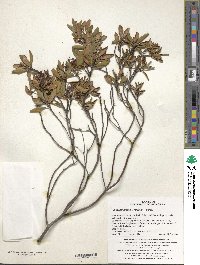 Rhododendron micranthum image