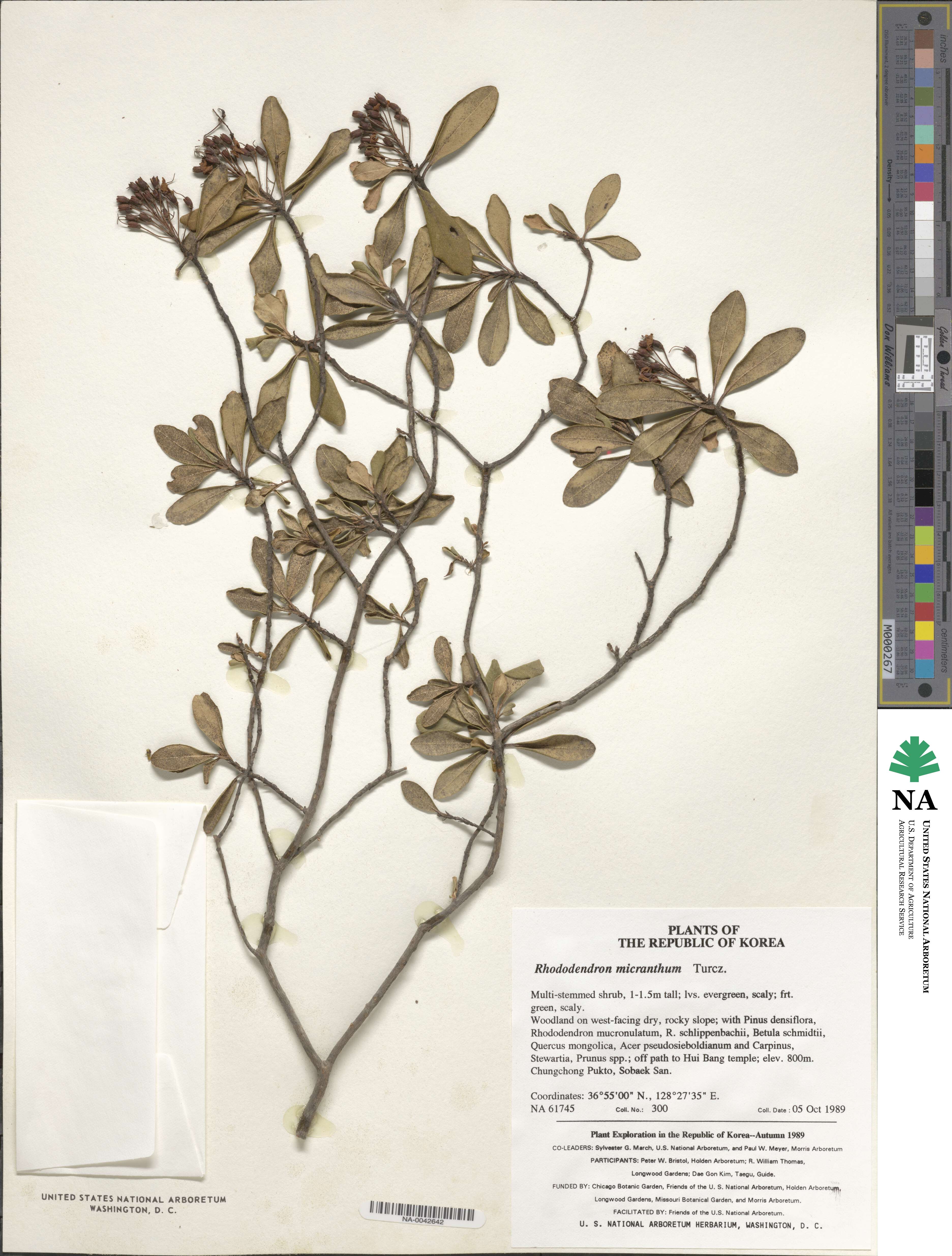 Rhododendron micranthum image