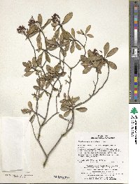 Rhododendron micranthum image