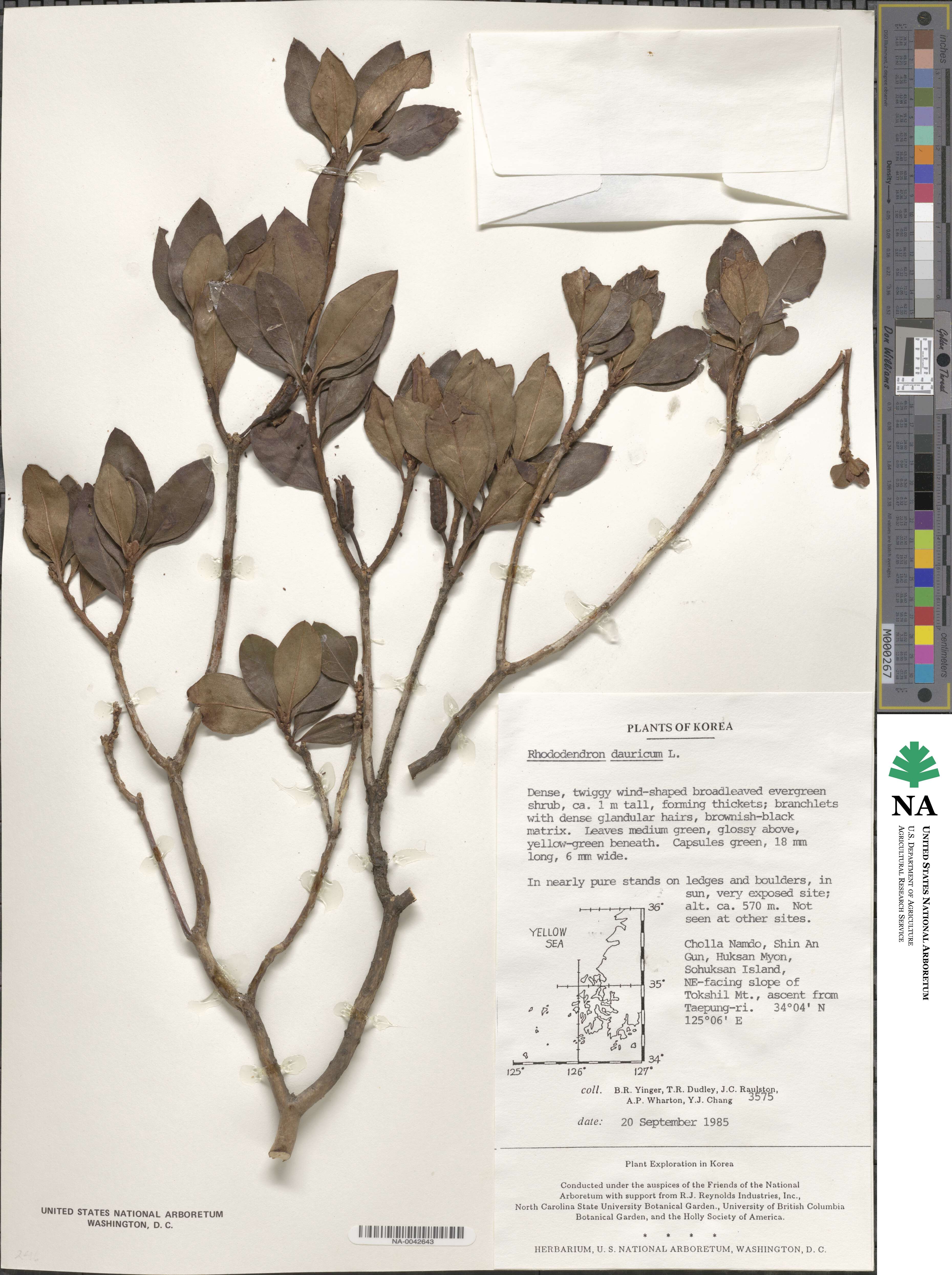 Rhododendron dauricum image