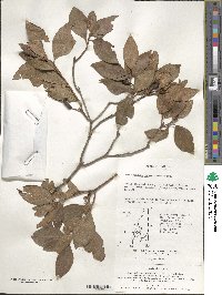 Rhododendron mucronulatum image