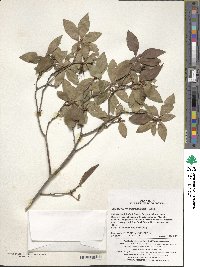 Rhododendron mucronulatum image