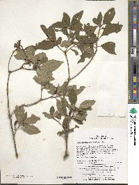 Rhododendron mucronulatum image