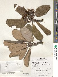 Rhododendron brachycarpum image