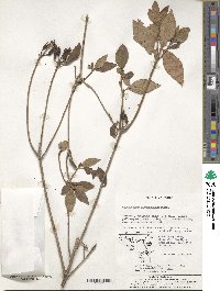 Rhododendron mucronulatum image