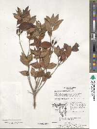 Rhododendron mucronulatum image