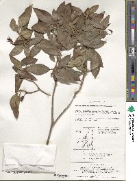 Rhododendron mucronulatum image