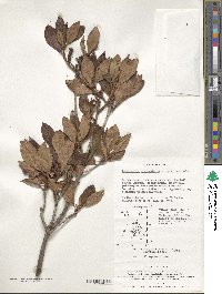 Rhododendron mucronulatum image