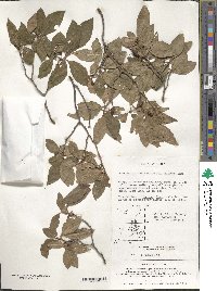 Rhododendron mucronulatum image