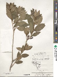 Rhododendron mucronulatum image