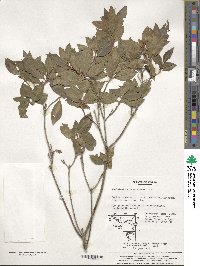 Rhododendron mucronulatum image