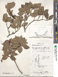 Rhododendron mucronulatum image